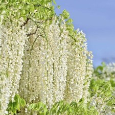 T&M hardy Wisteria Floribunda