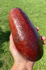 Thomson Red Grafted Avocado