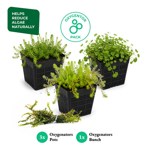 Oxygenating pond plant - oxygenating,