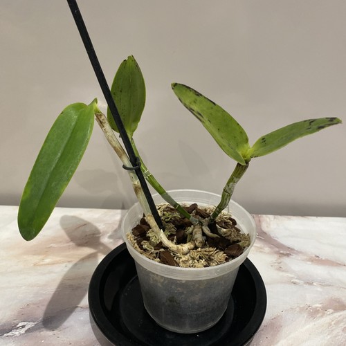 Cattleya noid orchid - cattleya,