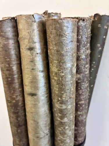 Antique hazel walking - ,
