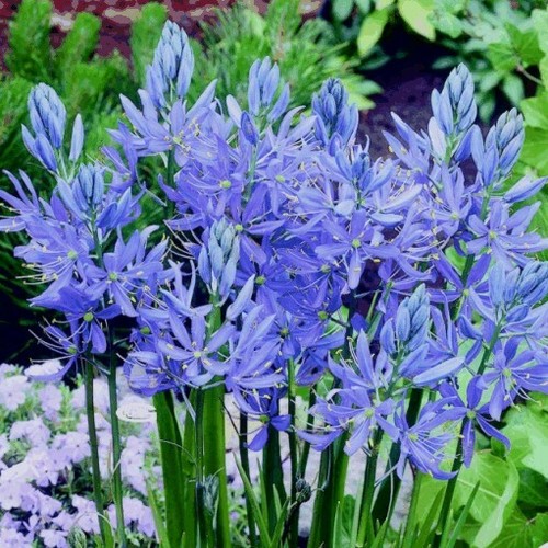 Camassia esculenta quamash - camassia,