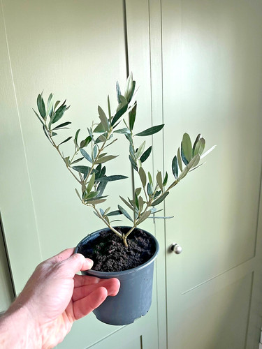 Olive tree ltr - 1,