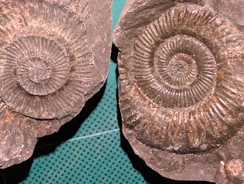 Fossil ammonite concretion - fossil,