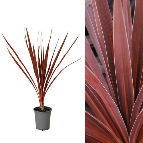 Cordyline torbay red 9cm - cordyline,