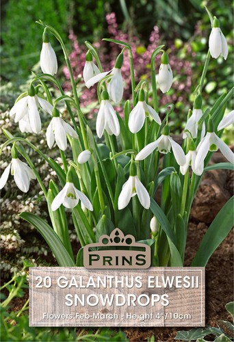 Prins galanthus elwesii - galanthus,