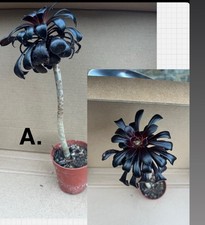 Black Rose Aeonium Zwartkop