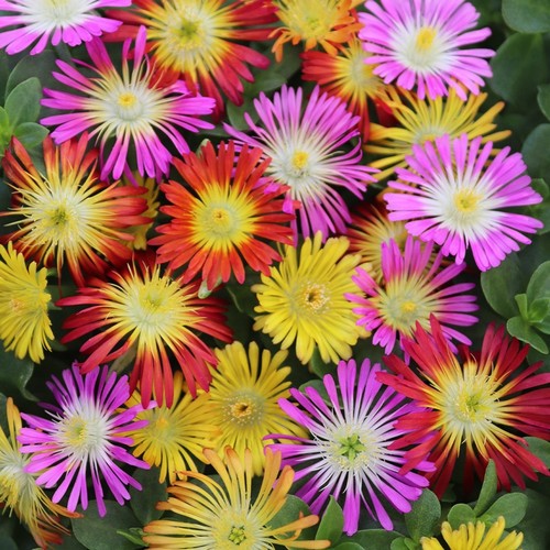 Delosperma ice plant pack - delosperma,