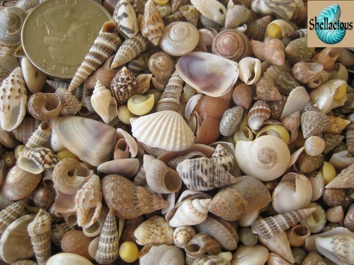 300 indian ocean mix - mix, of