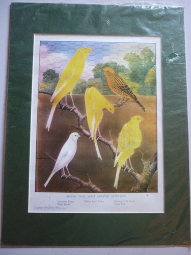 Canary breeds that - canary, "breeds