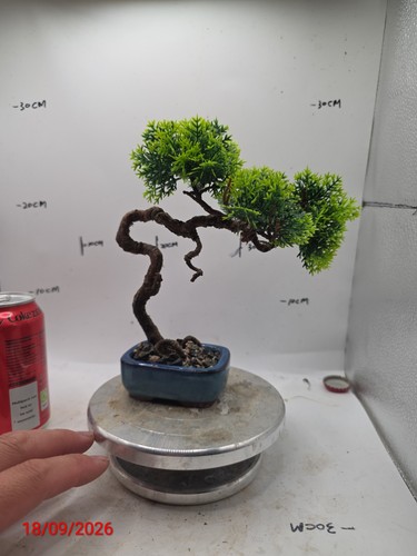 Handmade artificial bonsai - artificial,