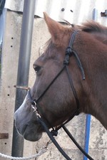 EASY-DOES-IT BITLESS ROPE BRIDLE / HALTER COMBO,  PARELLI, NATURAL HORSEMANSHIP 