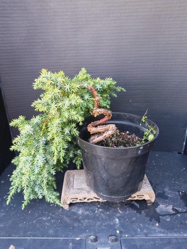 Juniper bonsai tree - , training