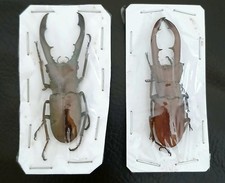 Bronze Stag Beetle Cyclommatus