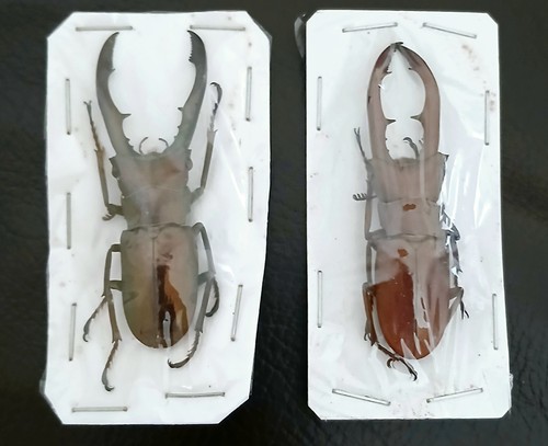 Bronze stag beetle - bronze,