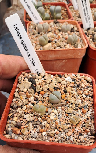 Lithops optica c290 - optica, ex