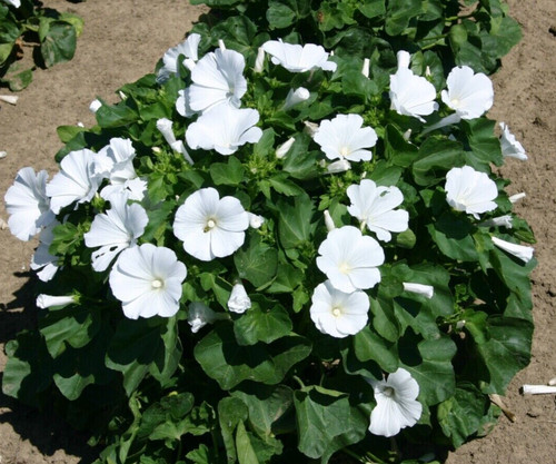 Lavatera white dwarf - 3,