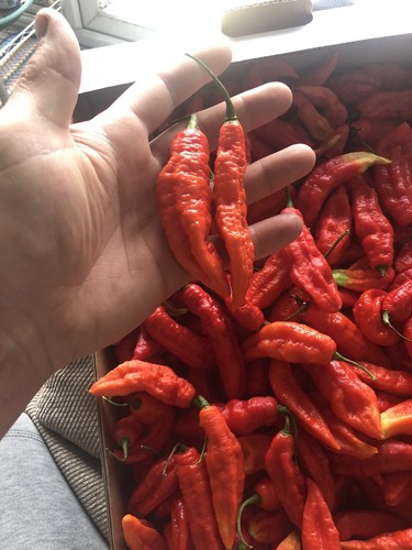 Red ghost chilli seeds bhut - ghost,