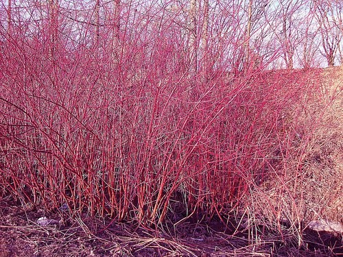 Cornus alba dogwood - cornus, dogwood.