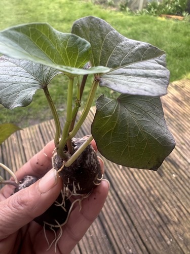 Sweet potato plant plug - 2,