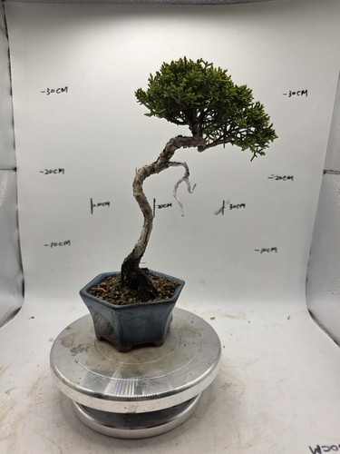 Mini juniper bonsai - bonsai, about