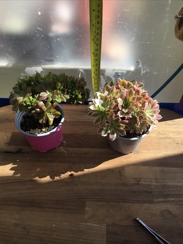 Aeonium madeira rose crested - madeira,