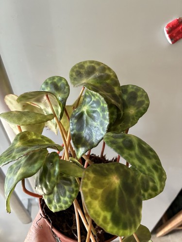Begonia plant kingiana the - kingiana, (the