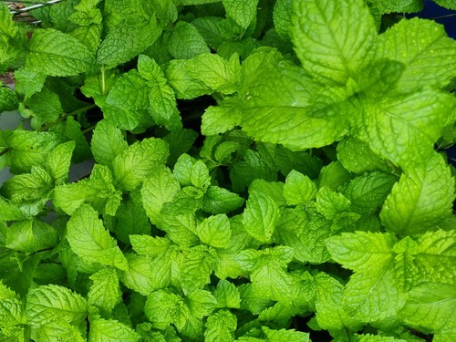Organic aromatic peppermint - 3,