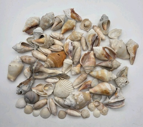 Seashells miscellaneous lot - miscellaneous, 3