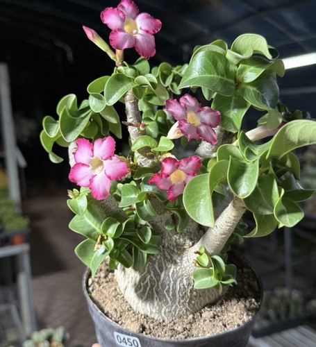 Pot 15cm raresucculent plant - raresucculent,