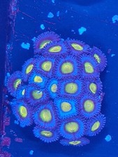 AOI   Zoa Frag zoas  frag  coral reef marine