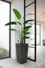 Large Tall Plant Pot Concrete