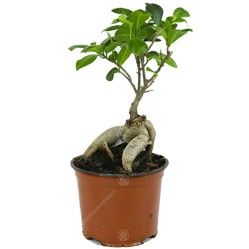 Ficus ginseng bonsai - bonsai, tree