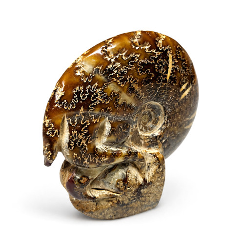 Large polished ammonite - polished, fossil