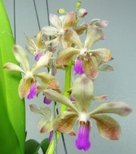 Vanda Dorothy Miller