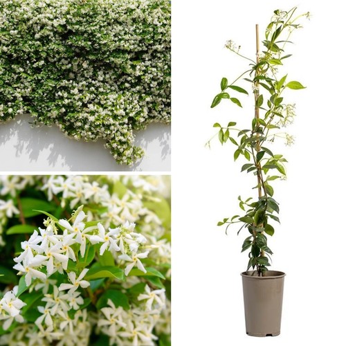 Scented star jasmine plant - jasmine,