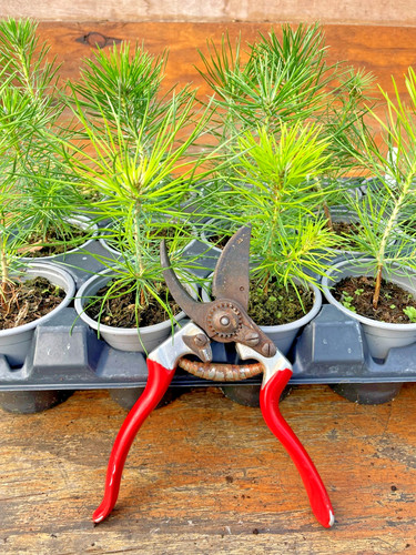 Japanese black pine pinus - black,