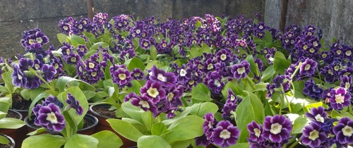 Auricula primula 1 litre - primula, 4