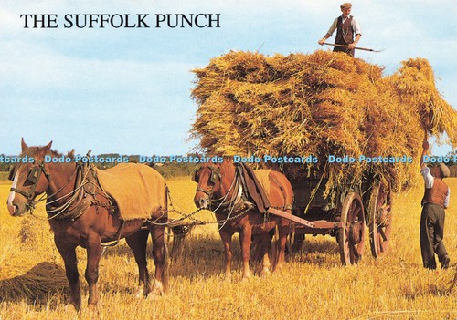 D146603 suffolk punch horses - punch.,