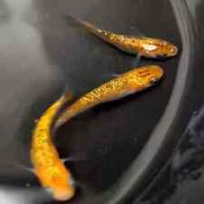 Ulysses / Hellomedaka medaka fish