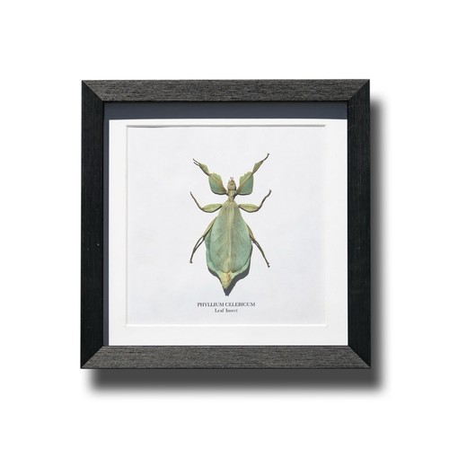 Framed leaf insect - ,, frame