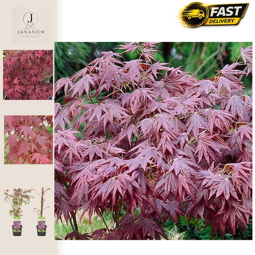 Acer palmatum atropurpureum - palmatum, 'atropurpureum'