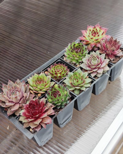 Bare rooted sempervivum - 10,
