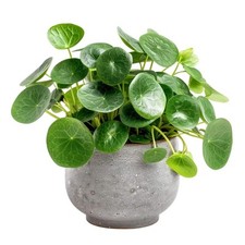 Pilea Peperomioides | 8.5cm Pot | Easy Growing Houseplant | Chinese Money Plant