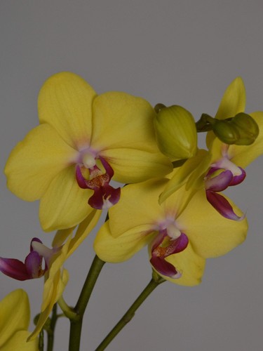 Miraflor yellow phalaenopsis - |,
