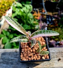 Ledebouria Socialis variegated