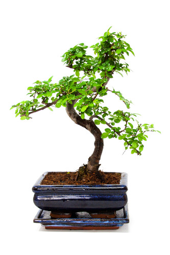 Chinese elm bonsai - chinese,