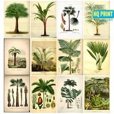 Vintage Botanical Prints Palm
