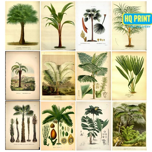 Vintage botanical prints palm - prints,