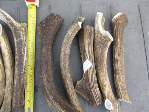 Scottish stag horn antler dog - stag,